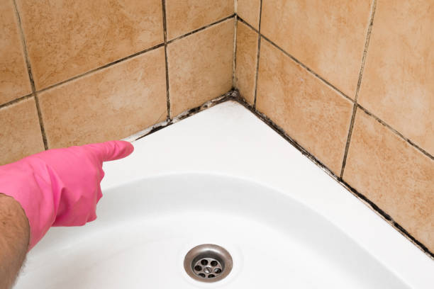 Best Crawl Space Mold Remediation in Charlotte, NC